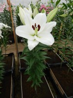 [3458 Bendigo(W08 3107-01) No01.JPG]